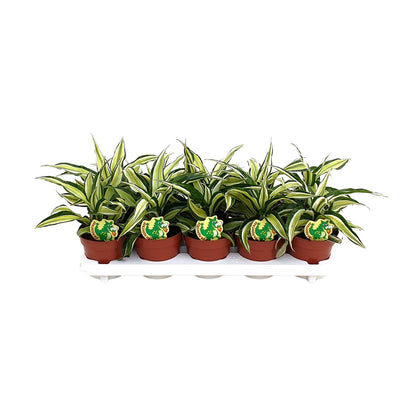 Dracaena Malaika – Exotische, pflegeleichte Zimmerpflanze Ø12cm