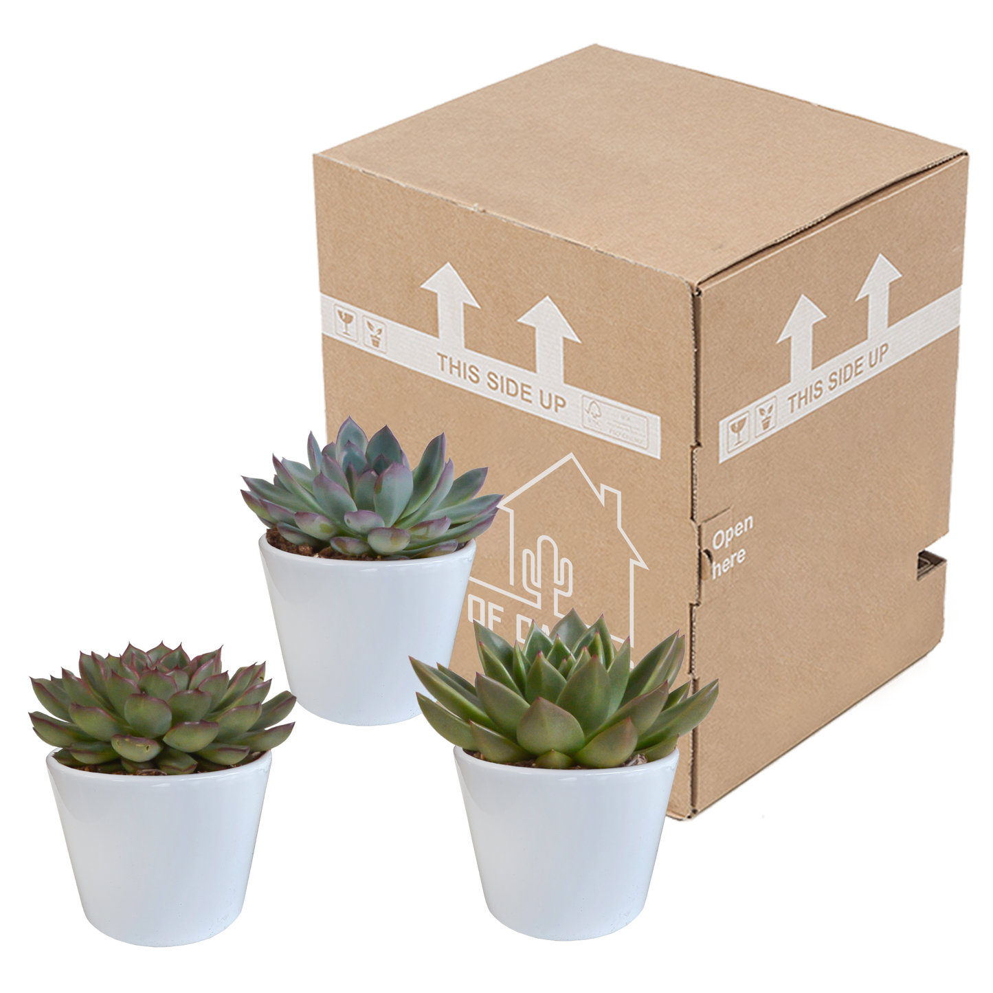 Echeveria-Mix 3er Set im weißen Keramiktopf 10,5 cm