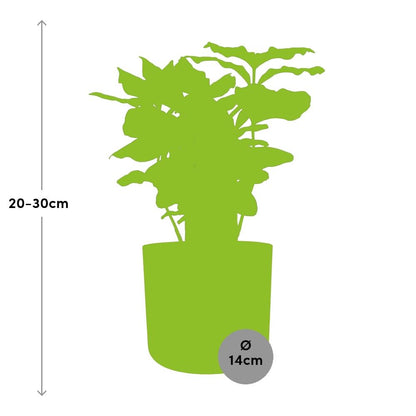Coffea Arabica Zimmerpflanze im ELHO b.for soft Rond 14cm