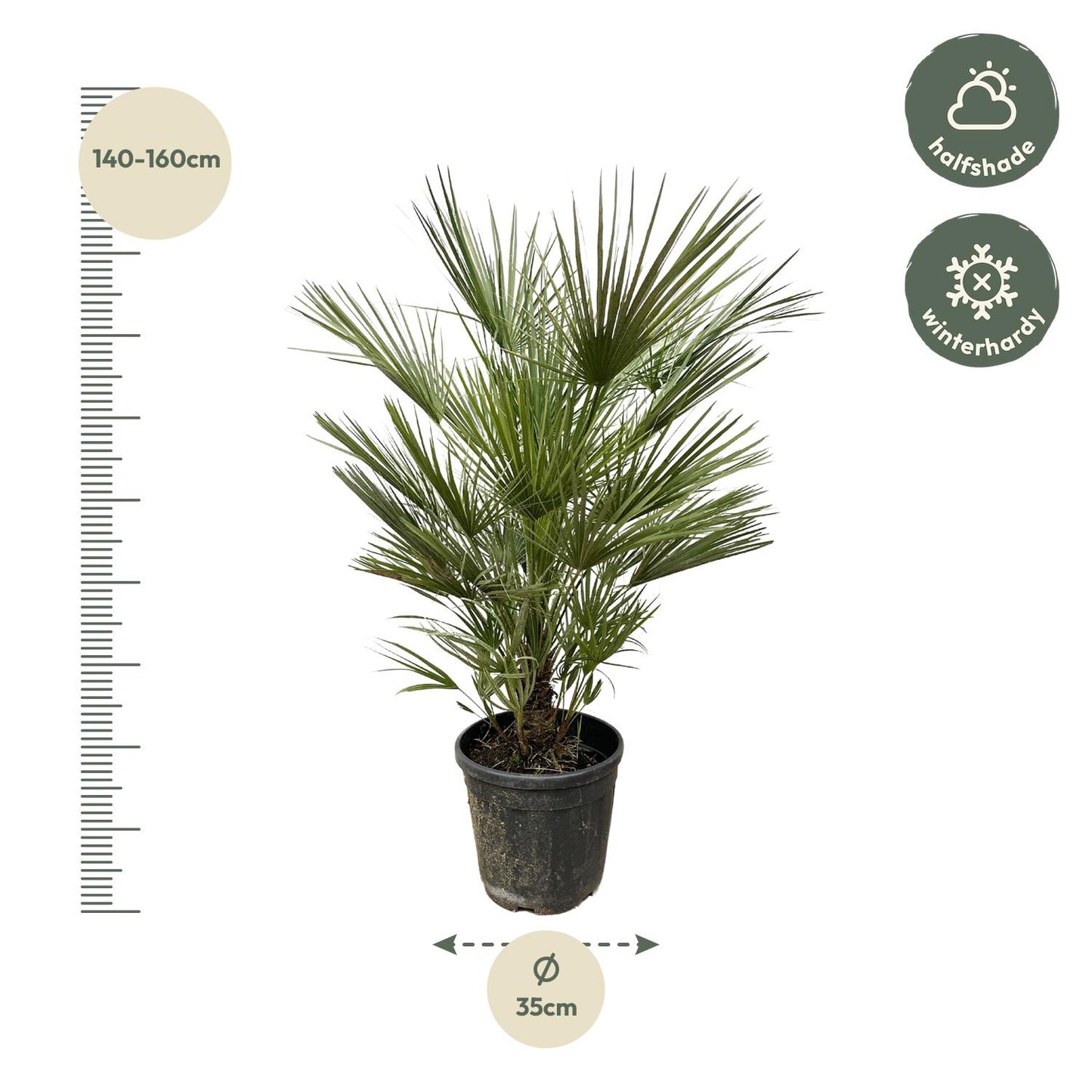 Chamaerops Humilis – Europäische Zwergpalme 150 cm pflegeleicht