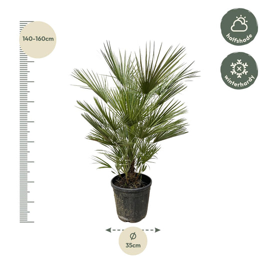 Chamaerops Humilis – Europäische Zwergpalme 150 cm pflegeleicht
