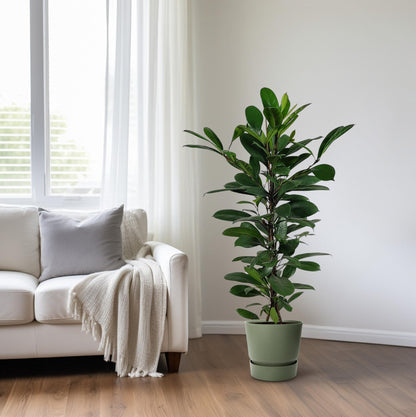 Ficus Cyathistipula – Pflegeleichte, luftreinigende Zimmerpflanze Ø21cm