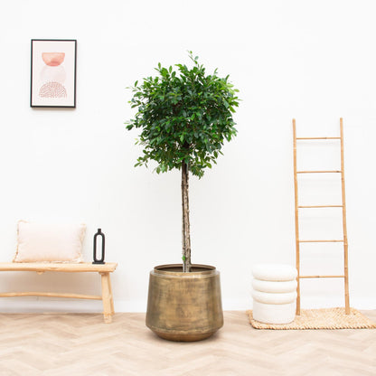 Pot Indigo Vintage Gold – Eleganter Pflanztopf D46xH41