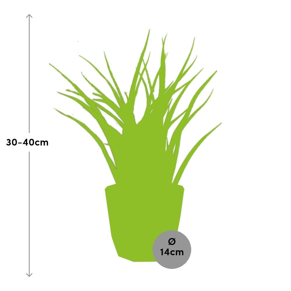 Sansevieria Fernwood Punk – Pflegeleichte Schwiegermutterzunge 14 cm