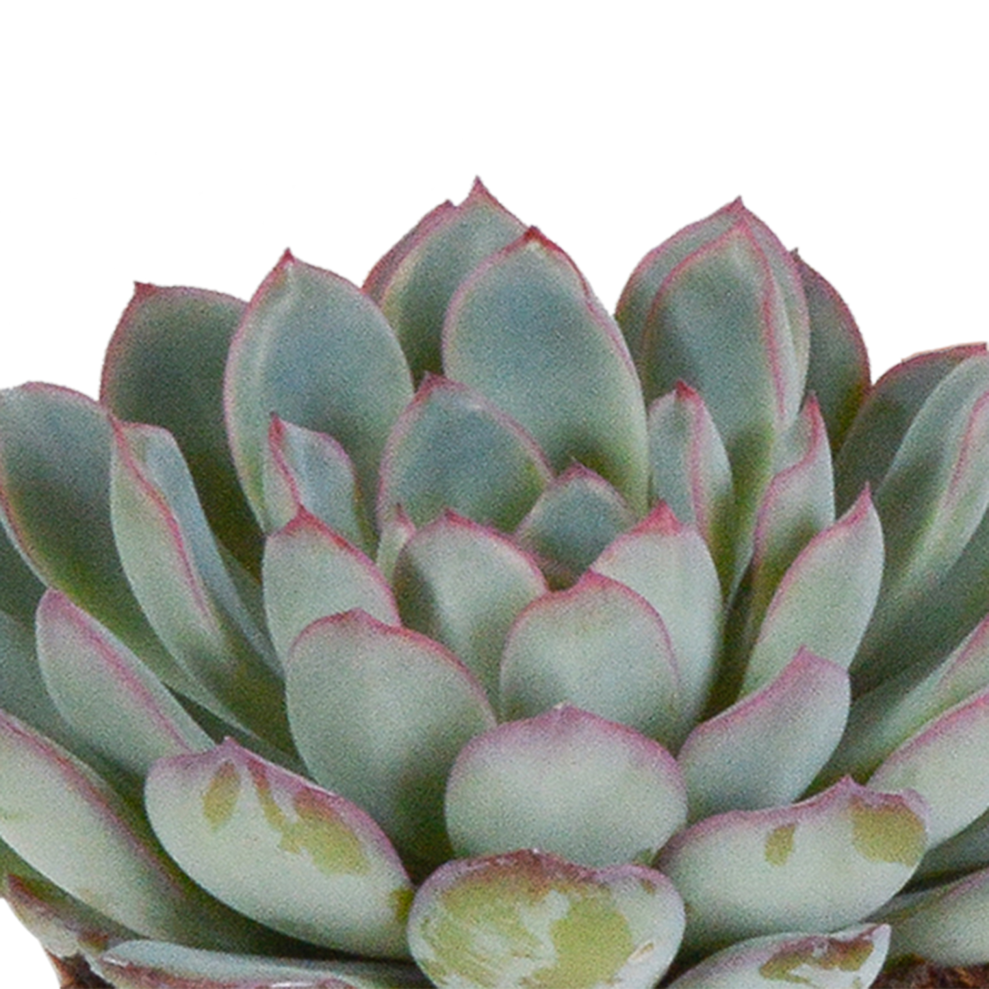 Echeveria 3er Set im weißen Topf – pflegeleicht & robust