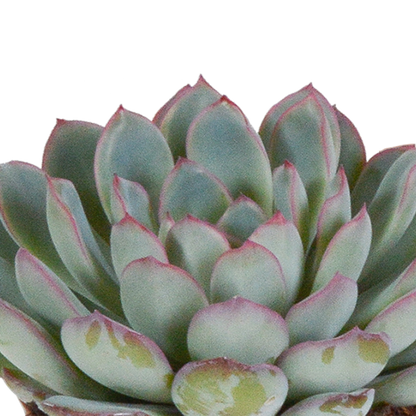 Echeveria 3er Set im weißen Topf – pflegeleicht & robust