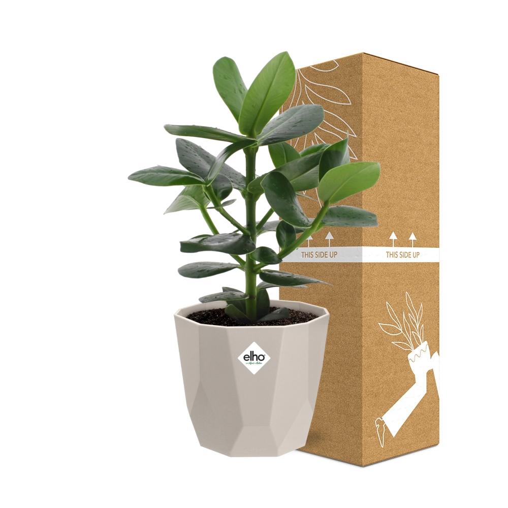 Clusia Princess in ELHO b.for rock 14 cm warm grey