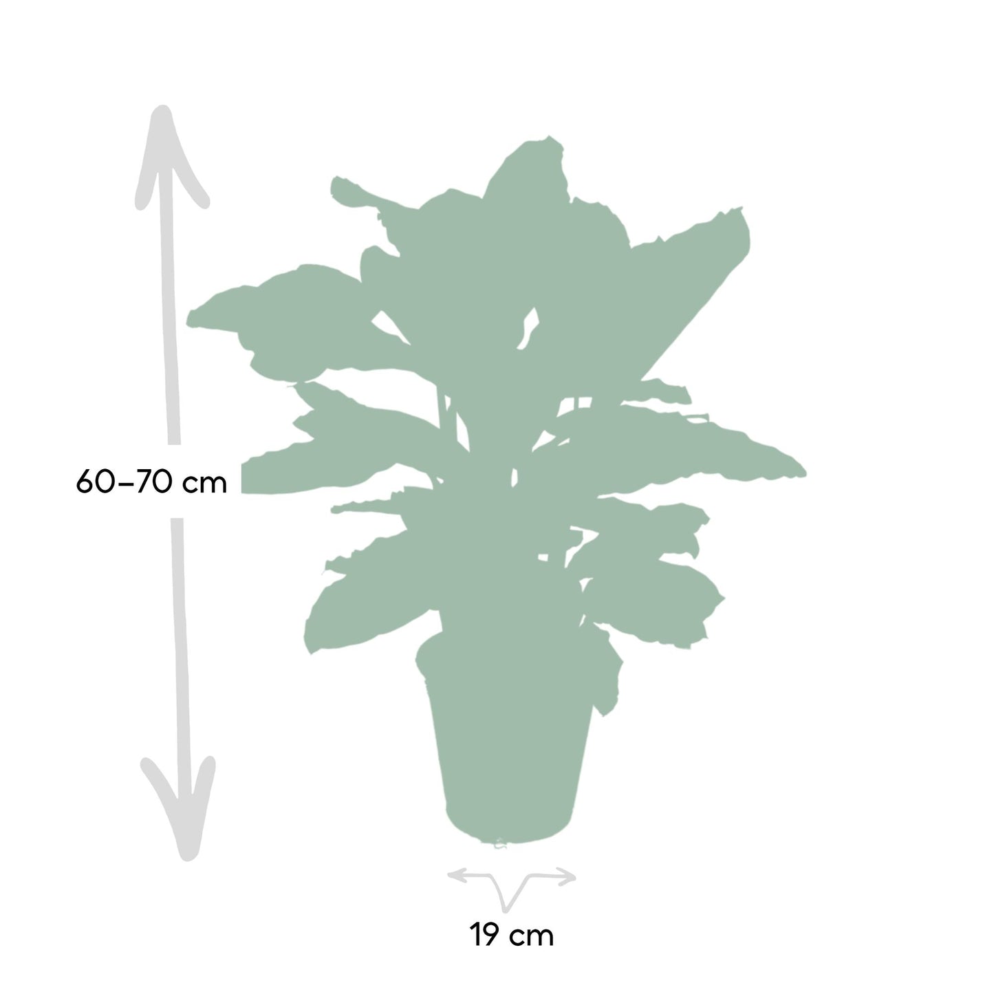 Pfauenpflanze Zebrina – Tropische Zimmerpflanze Ø19cm