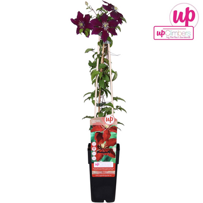 Clematis Niobe – Rote blühende Kletterpflanze, 65 cm