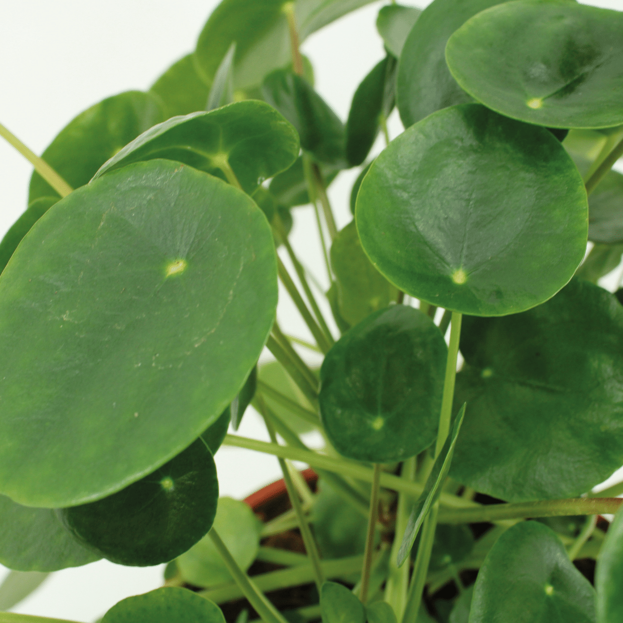 2x Pilea Peperomiodes – Pfannkuchenpflanze, 20 cm, ø12 cm