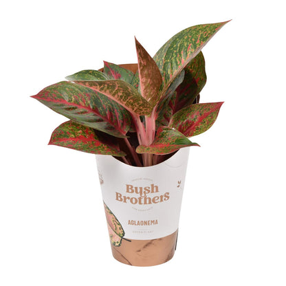 Aglaonema Dark Star – Pflegeleichte Zimmerpflanze Ø12cm