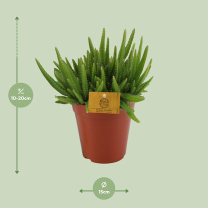 Hylocereus Undatus Kaktus Ø15cm, 20cm hoch – Pflegeleicht & Modern