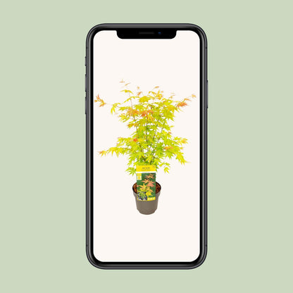 Acer palmatum Orange Dream – dekorativer Ahorn Ø19cm