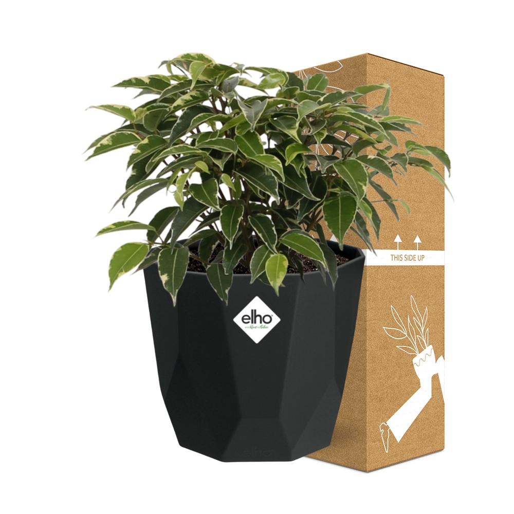Ficus Benjamina Kinky – Pflegeleichte luftreinigende Zimmerpflanze