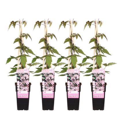 4x Clematis Montana 'Fragrant Spring' – Duftende Kletterpflanze Ø15cm