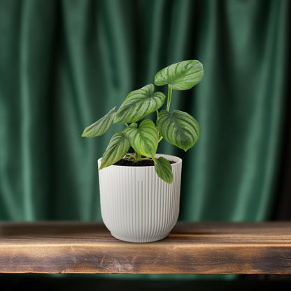 Philodendron Mamei - Seltene, pflegeleichte Zimmerpflanze Ø12cm