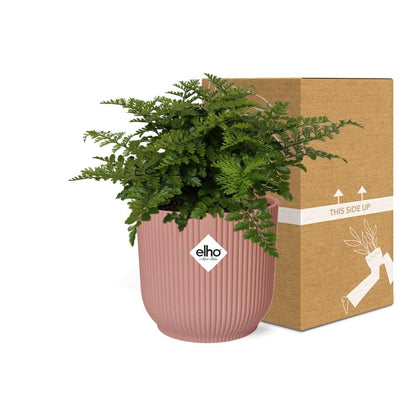 Asplenium Parvati Farn in ELHO Vibes Fold 14cm rosa