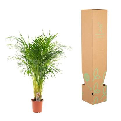 Areca-Palme Ø21cm – Luftreinigende Zimmerpflanze bis 110cm