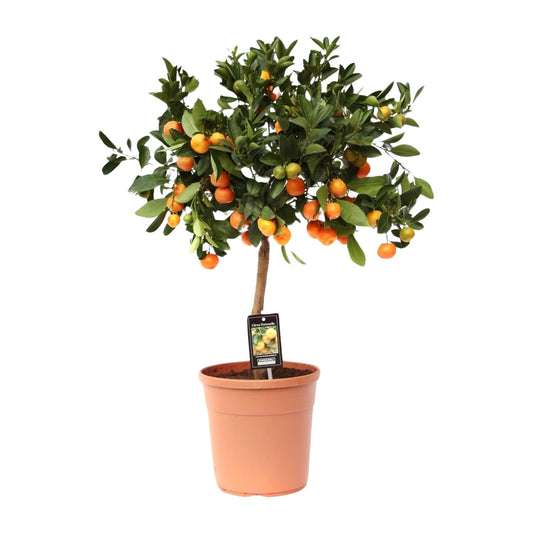 Citrus Calamondin – Pflegeleichte Zitruspflanze Ø22cm