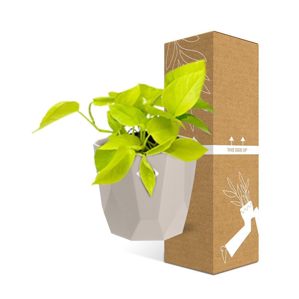 Epipremnum Pinnatum ‘Golden Pothos’ in ELHO b.for rock 14 cm warm grey