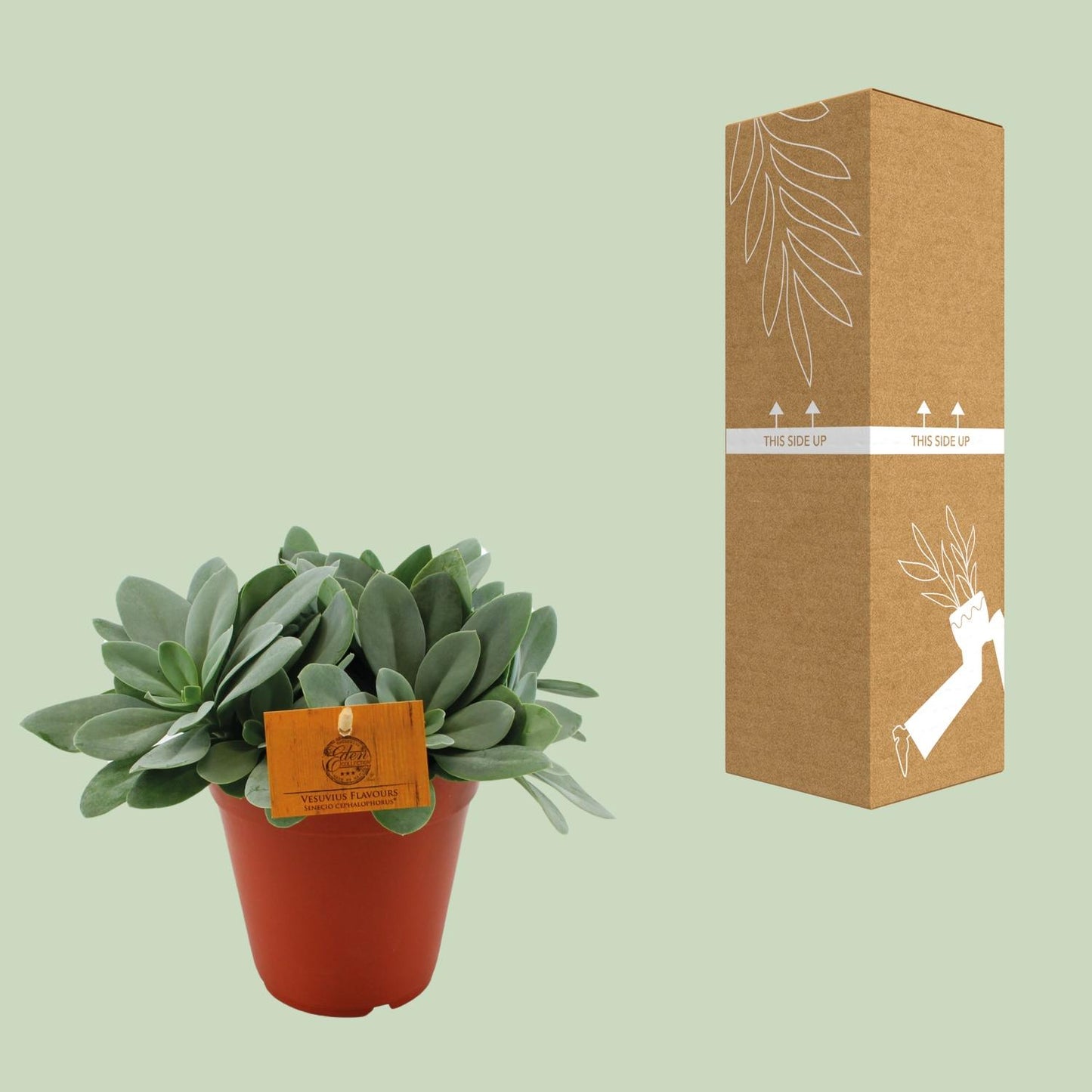 Senecio Cephalophorus – Pflegeleichte Zierpflanze Ø15 cm