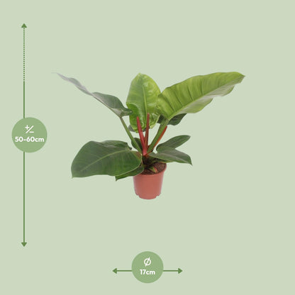 Philodendron Imperial Green – Pflegeleichte Zimmerpflanze Ø17cm
