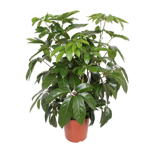 Schefflera Actinophylla 'Amate' – Schirmpflanze Ø30cm, 120cm hoch