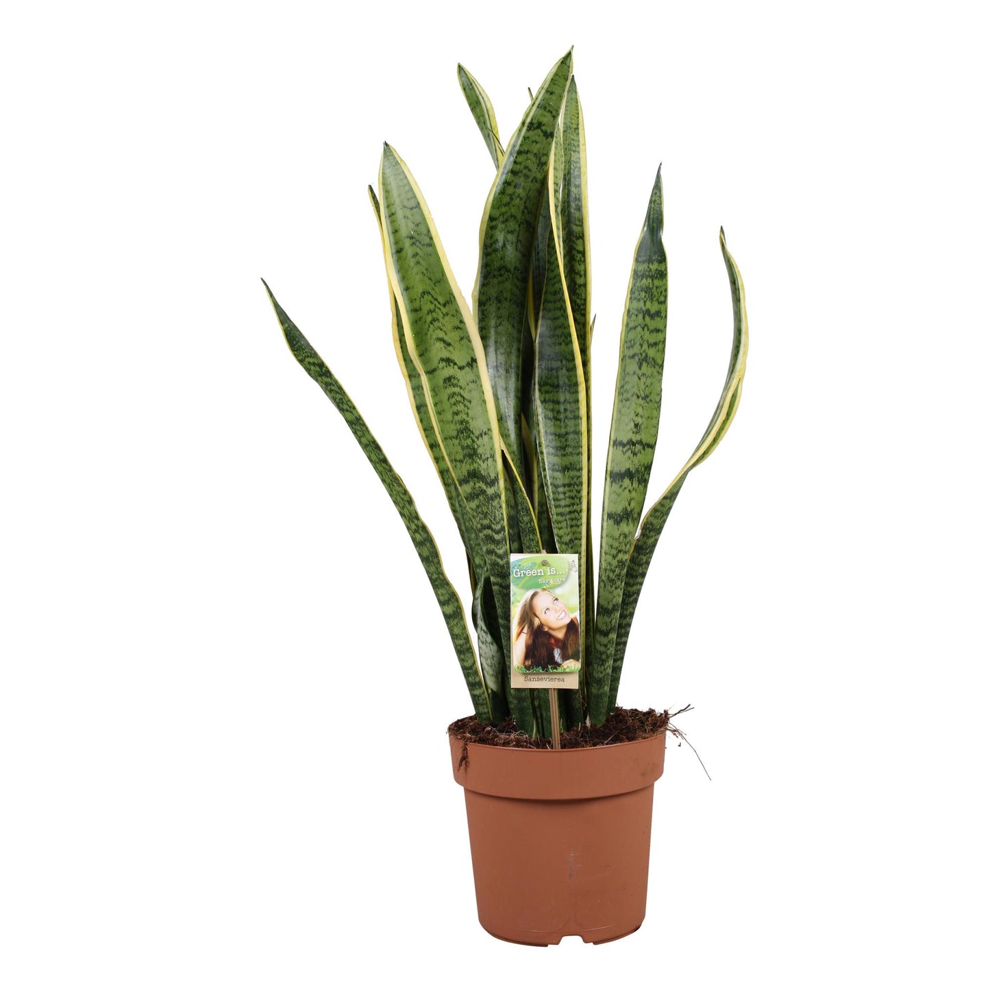 Sansevieria Laurentii – Pflegeleichte Luftreiniger-Pflanze Ø21cm