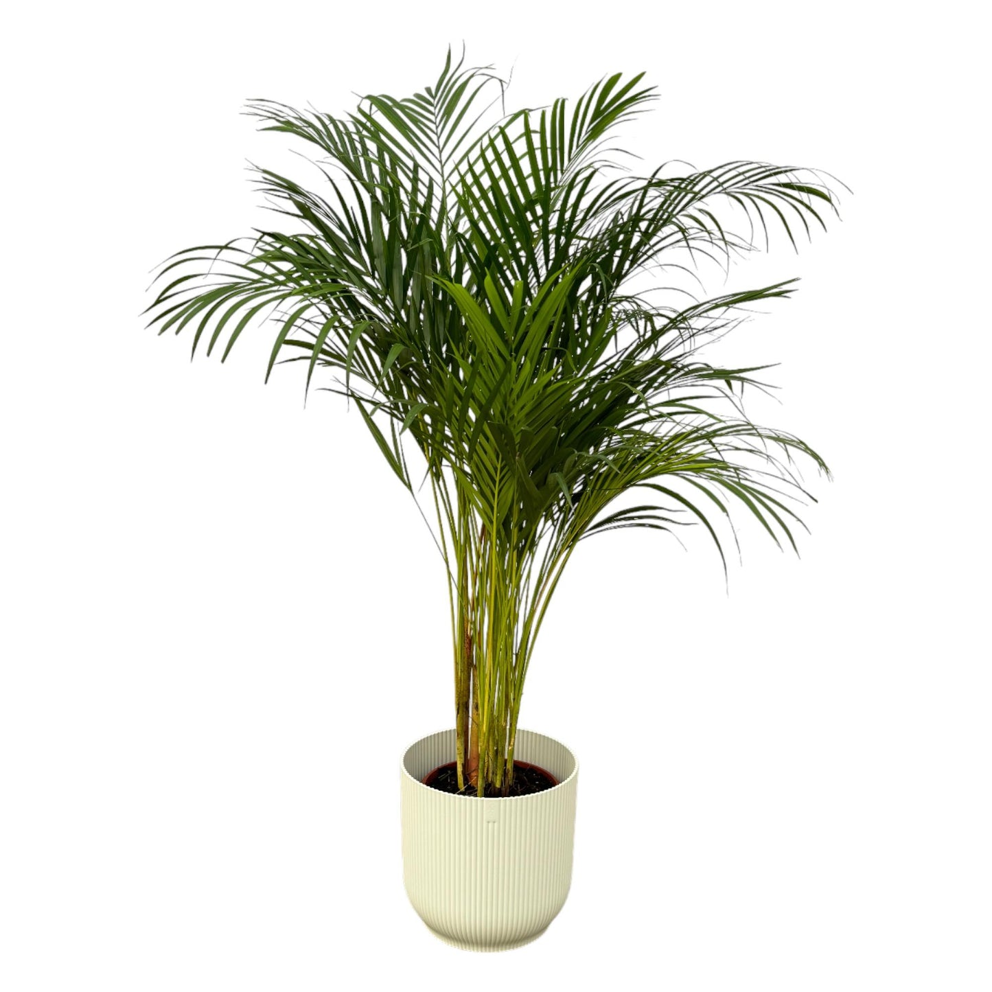 Areca-Palme 130 cm mit elho Vibes Fold Round Topf