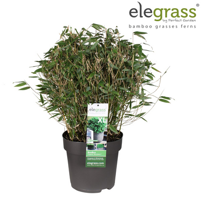 Fargesia 'Moontears'® Boobux – Kompakter Immergrüner Bambus Ø29cm