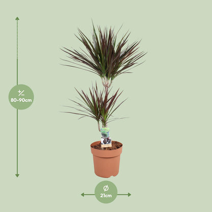 Drachenbaum Magenta – 90 cm pflegeleichte Zimmerpflanze