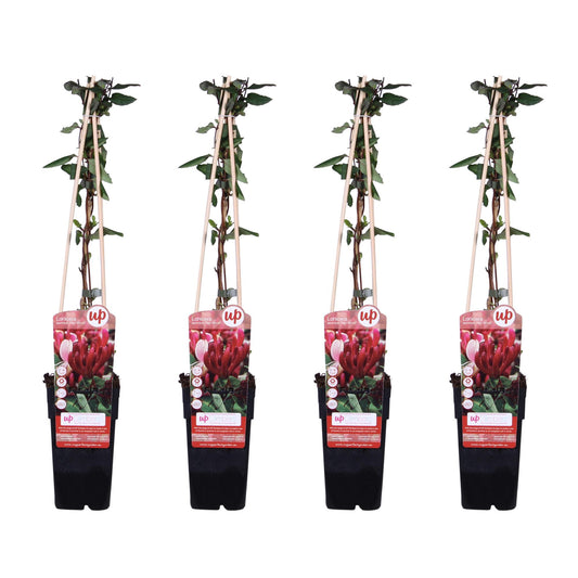 Lonicera japonica 'Red World' – Duftendes Geißblatt 65 cm