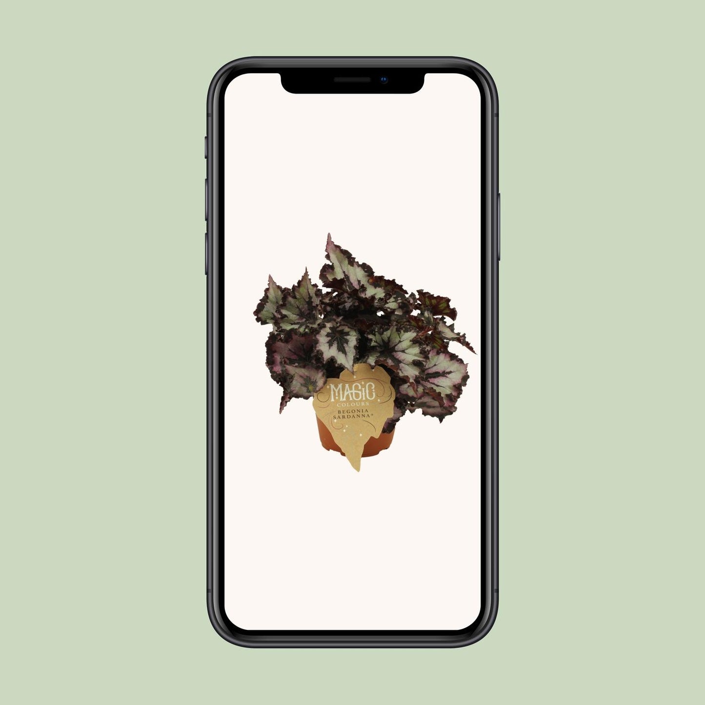 Begonia Rex Sardanna – Bunte, pflegeleichte Zimmerpflanze Ø12 cm