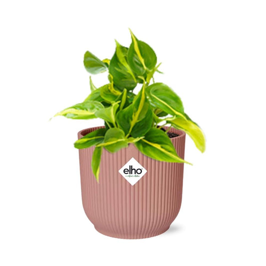 Philodendron Scandens ‘Brasil’ in ELHO Vibes Fold 14cm rosa