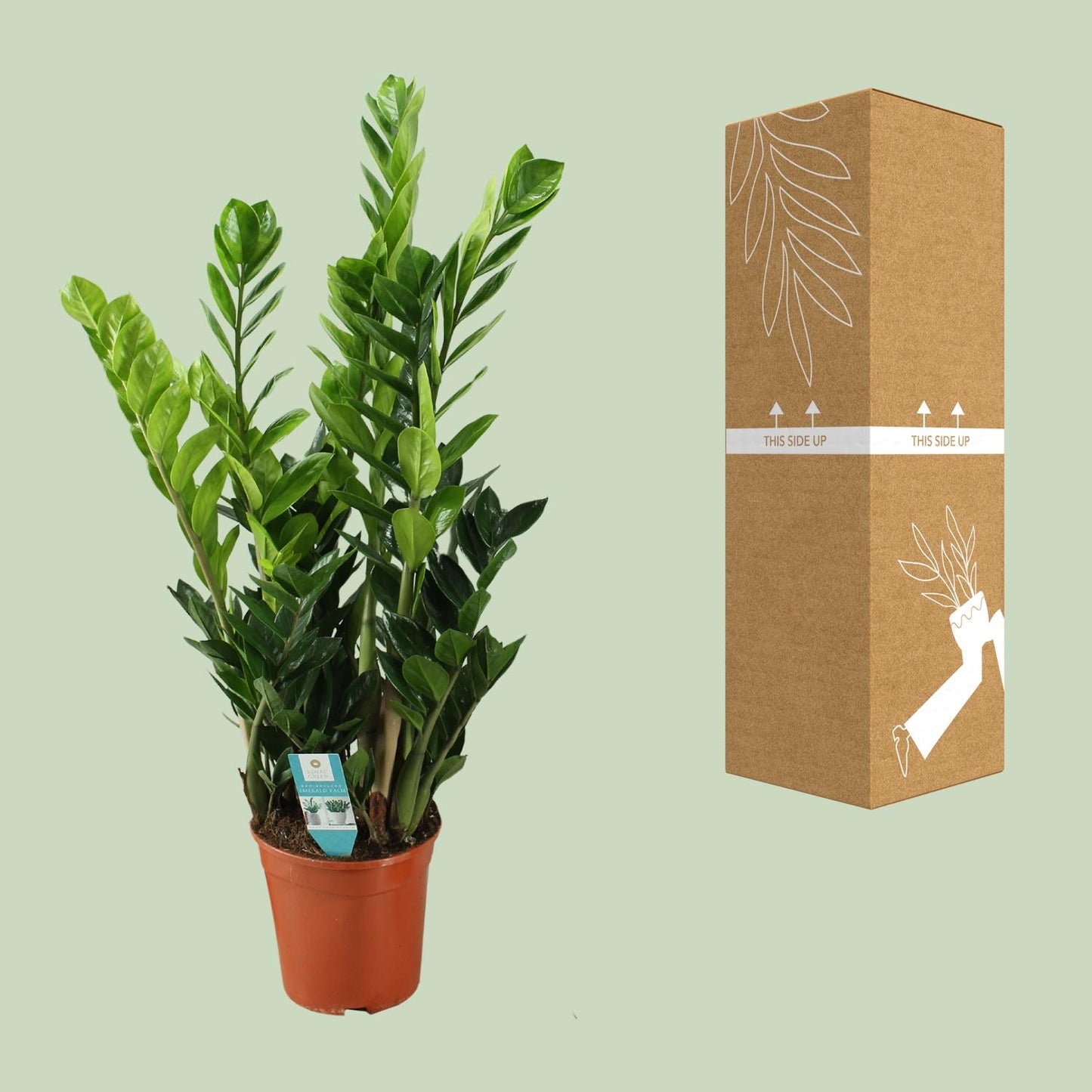 Zamioculcas (ZZ-Pflanze) Ø21cm, ca. 100cm hoch