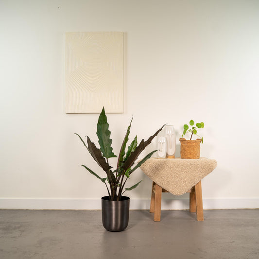 Alocasia Lauterbachiana – Elefantenohr Zimmerpflanze 80 cm