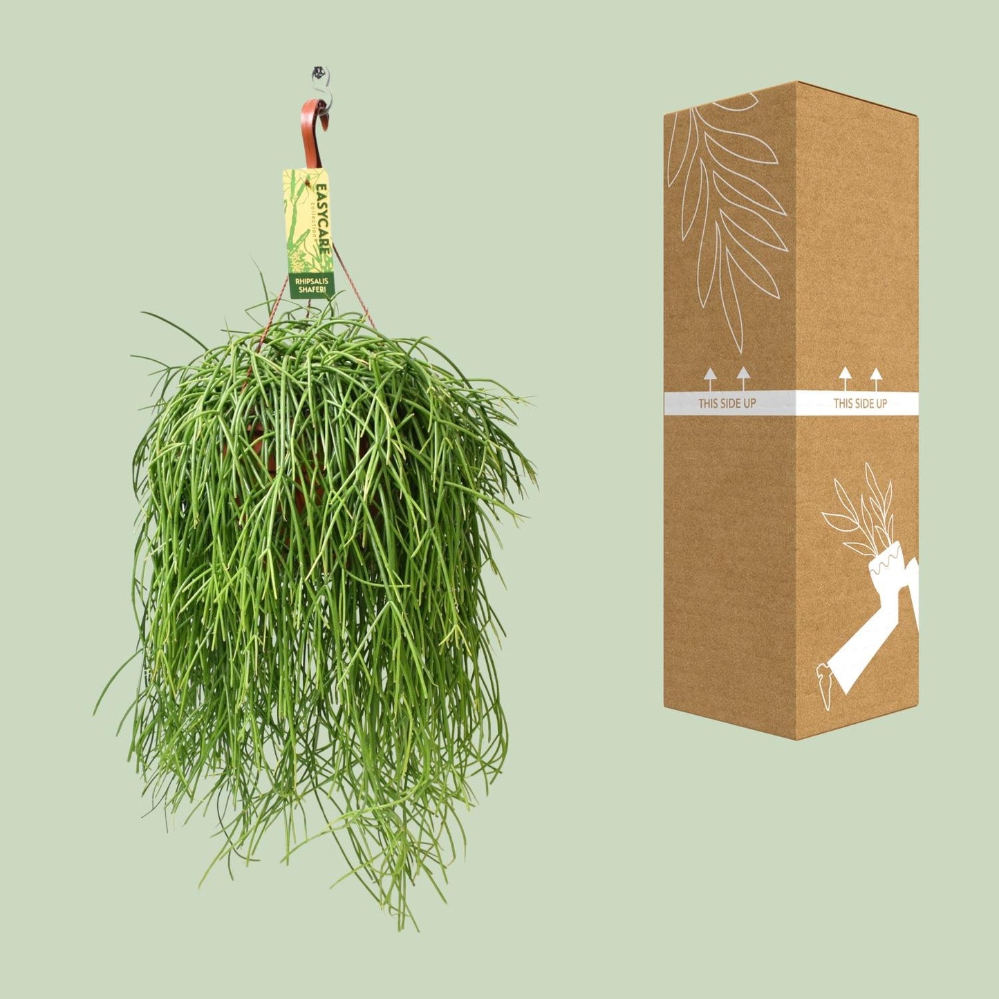 Rhipsalis Baccifera Shaferi – Pflegeleichte Hängepflanze Ø21cm