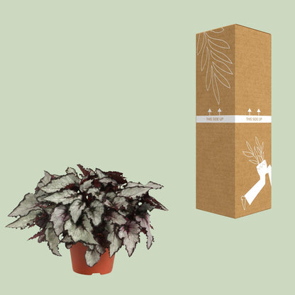 Begonia Rex Coco – Bunte, pflegeleichte Zimmerpflanze Ø12cm