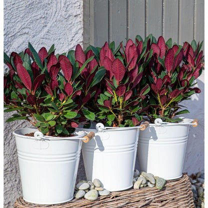 Rhododendron 'Wine & Roses' – Kompakter Blühstrauch