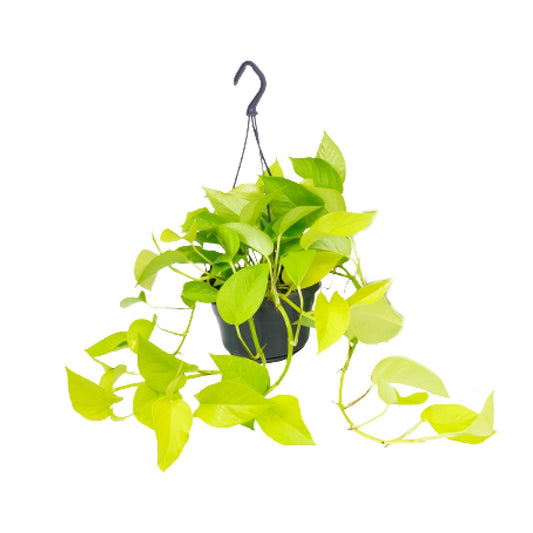 Efeutute Golden Pothos Ø15cm – Pflegeleichte Kletterpflanze