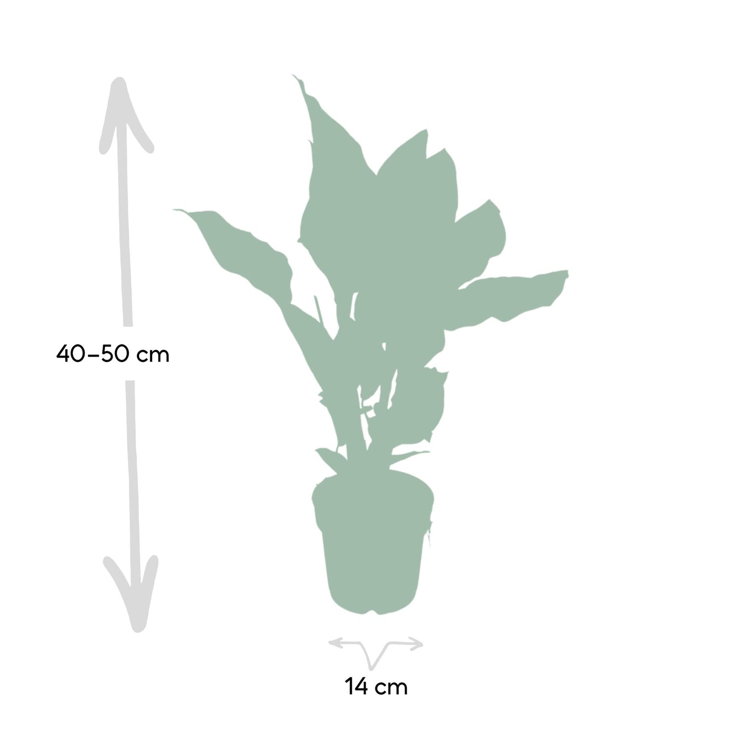 Calathea Ornata – Pflegeleichte Zimmerpflanze Ø14cm