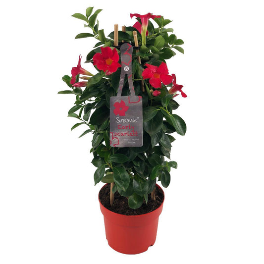 Mandevilla Sundaville Early Scarlet – Pflegeleichte Kletterpflanze Ø17cm
