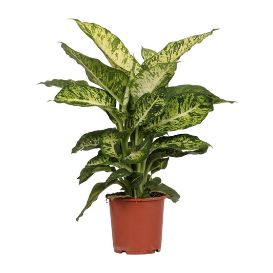 Dieffenbachia Mars – Exotische pflegeleichte Zimmerpflanze Ø17cm