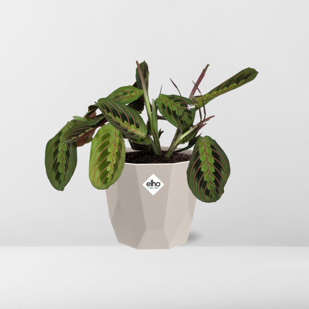 Maranta Leuconeura ‘Fascinator’ Tricolor 14 cm in ELHO b.for rock Topf