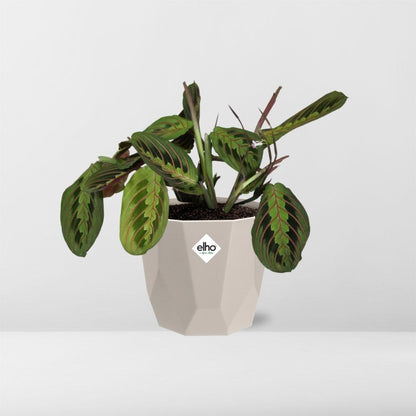 Maranta Leuconeura ‘Fascinator’ Tricolor 14 cm in ELHO b.for rock Topf