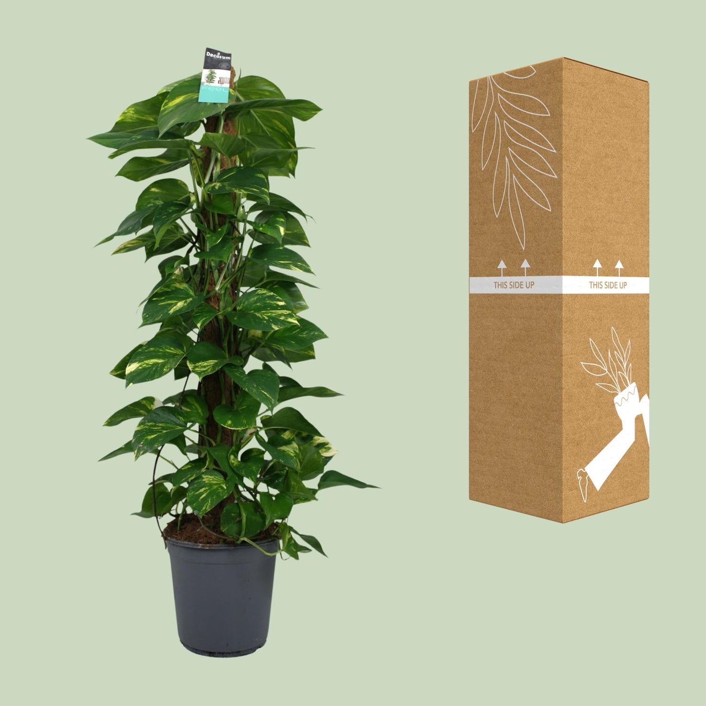 Scindapsus (Epipremnum) – Pflegeleichte Zimmerpflanze Ø24cm