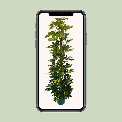 Schefflera Arboricola Gerda – Pflegeleichte Zimmerpflanze Ø20cm