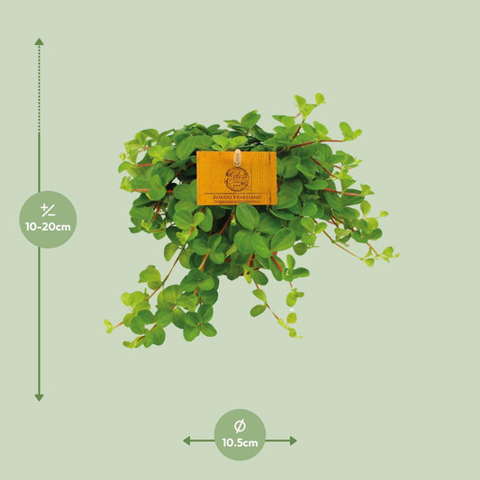 Peperomia Rotundifolia – Pflegeleichte Zimmerpflanze Ø11cm