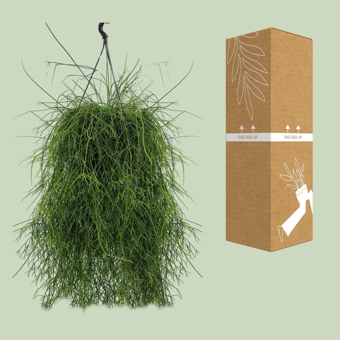 Rhipsalis Cassutha – Pflegeleichter Mistelkaktus 25 cm