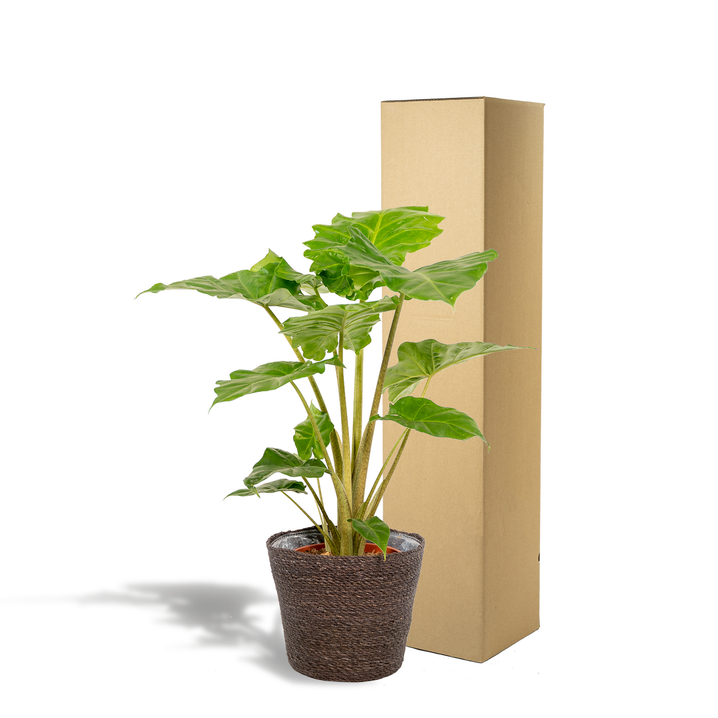Alocasia Portodora Ø21cm mit Korb Igmar – Elefantenohr Zimmerpflanze